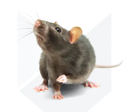 Дератизация